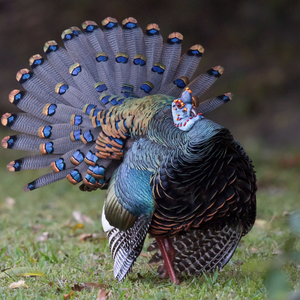 Team Page: Blue Turkeys